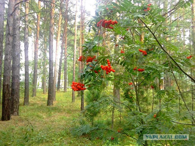 15 любительских фотографий