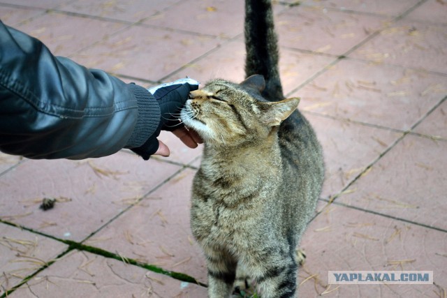 Котовторник 28.10.2014