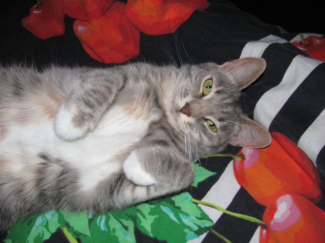 Котовторник