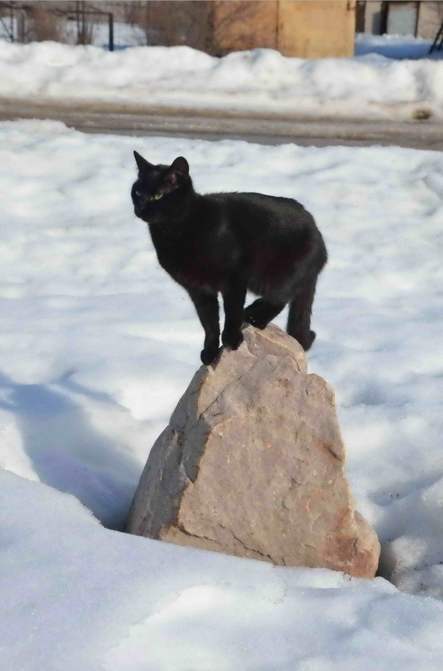 Котовторник