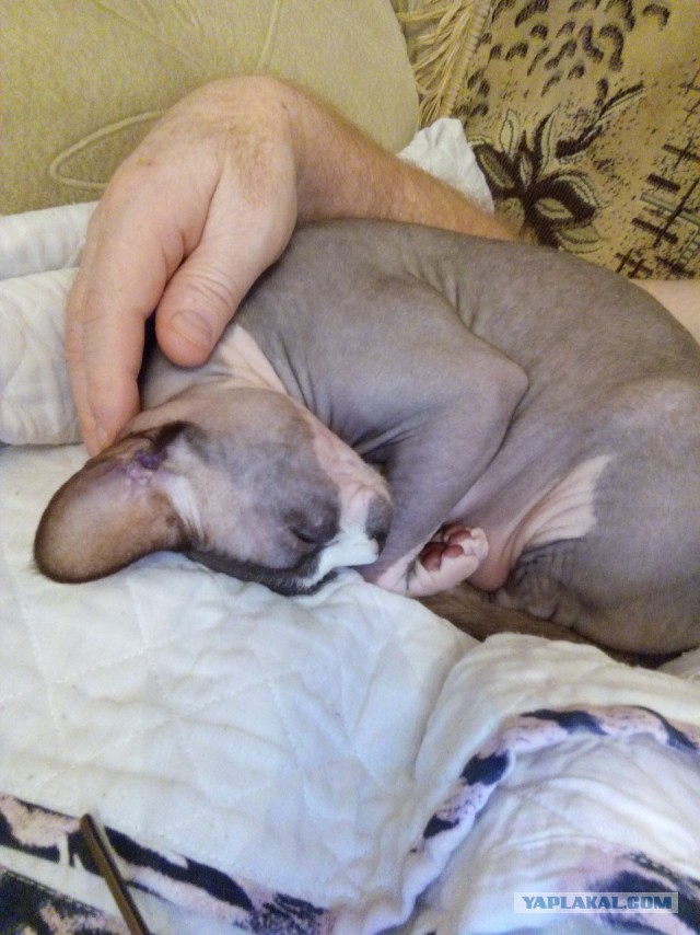 Моя кошка спит.