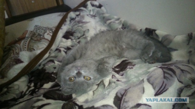 Котовторник