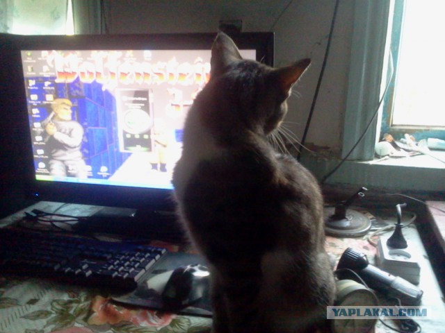 Котовторник 11.08.2015
