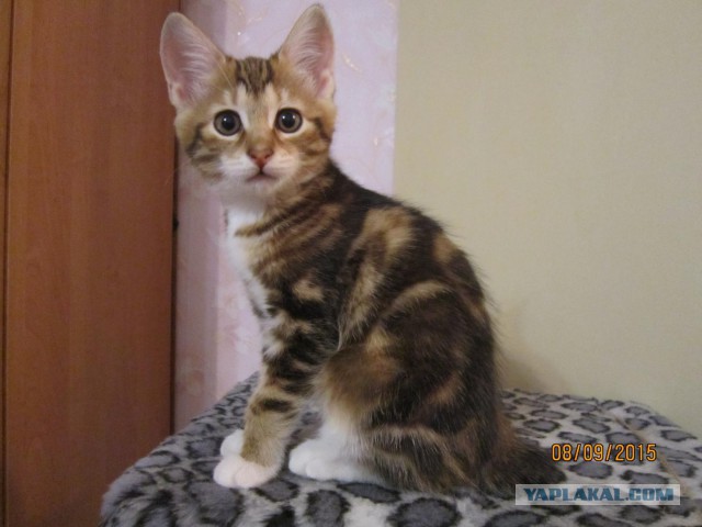 Котовторник 15-09-2015 !