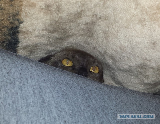 Котовторник наступил!:)