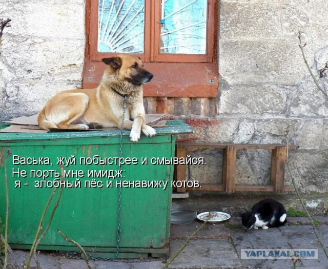 Собаки против котов