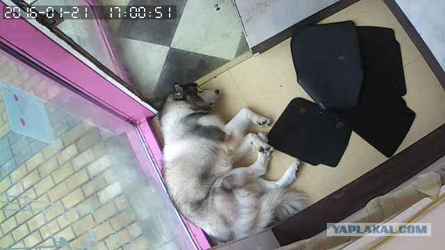 За что я люблю китайцев