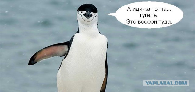 А у нас гости — II или ЯП быстрее телевизора!