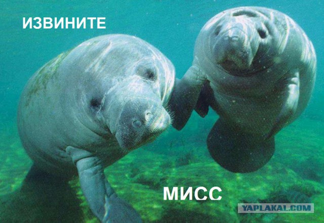 Её просто перепутали с самкой ламантина