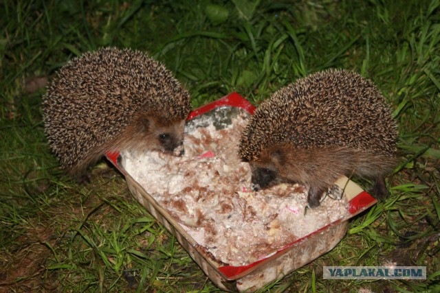 Славянская Душа