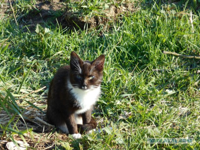 Жизнь домашнего приюта для котеек 111