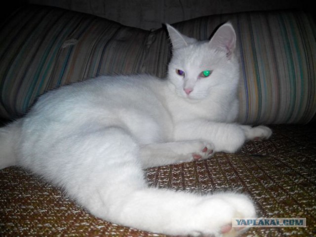 Котовторник 07.06.2016