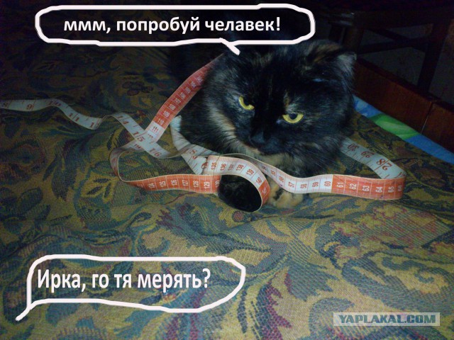ЯП-конкурс: Замерь кота