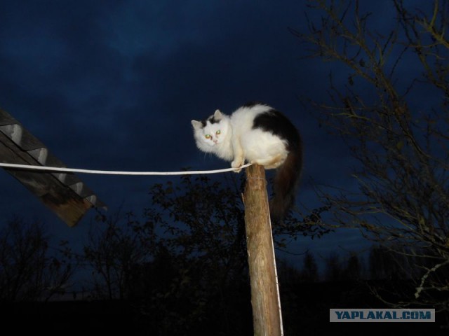Жизнь домашнего приюта для котеек 138