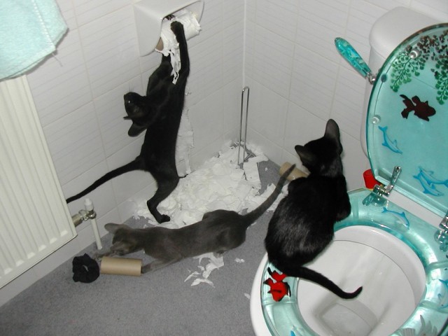 Коты из сети