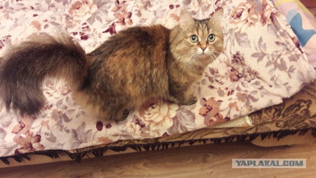 Котовтоник 29.11.2016.