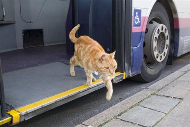 Коты из сети