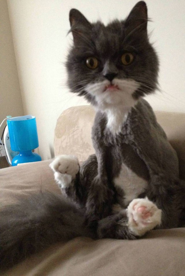 Коты из сети