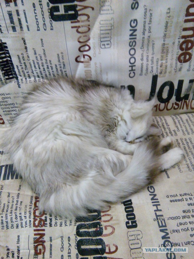 Котовторник 10.01.2017