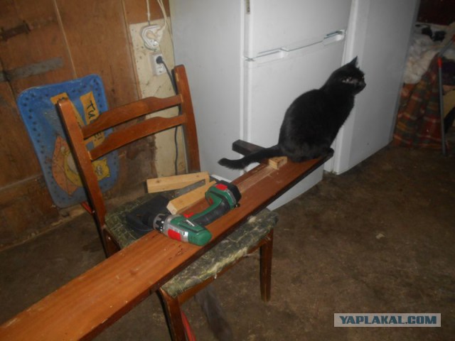 Жизнь домашнего приюта для котеек 152