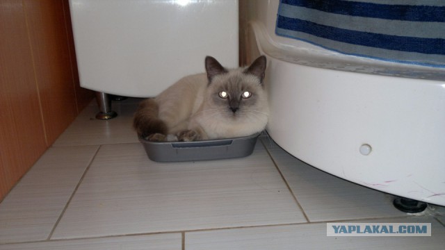 Кошкин день