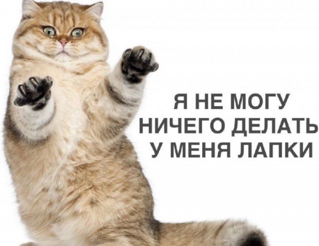 Подборка забавных животных