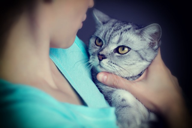 Коты и Кошки