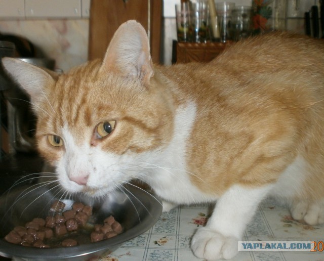 Котовторник 02.01.2018