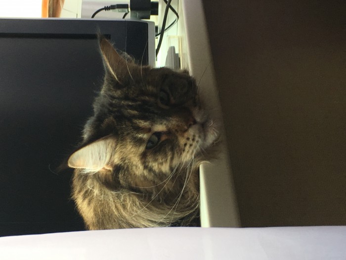 Котовторник  01.05.2018
