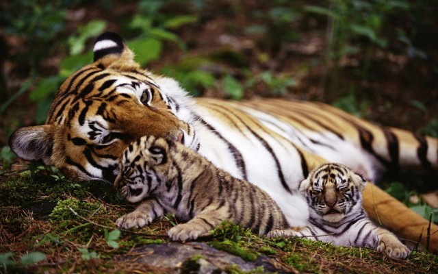 Живность из сети