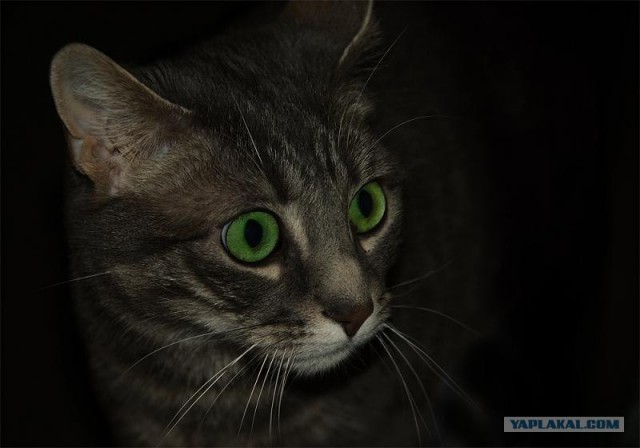 Котовторник на ЯПлакалъ (03.06), котята (31 шт)