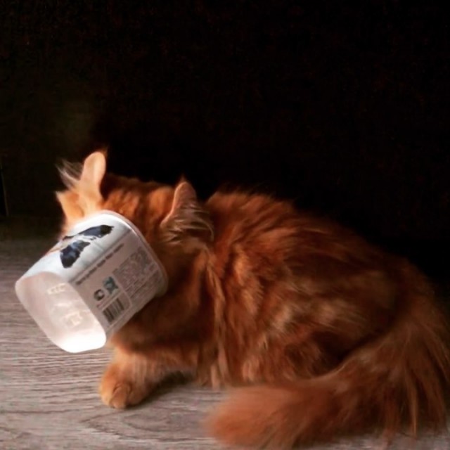 Прикольных котов пост