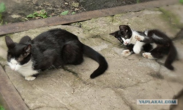 Котовторник на 6 июля