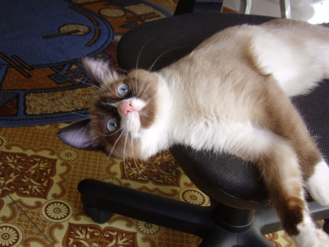 Котовторник. А как же?!