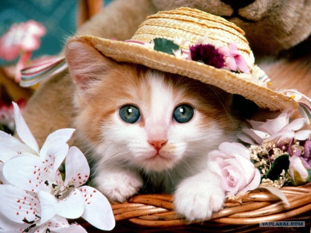 Котовторник