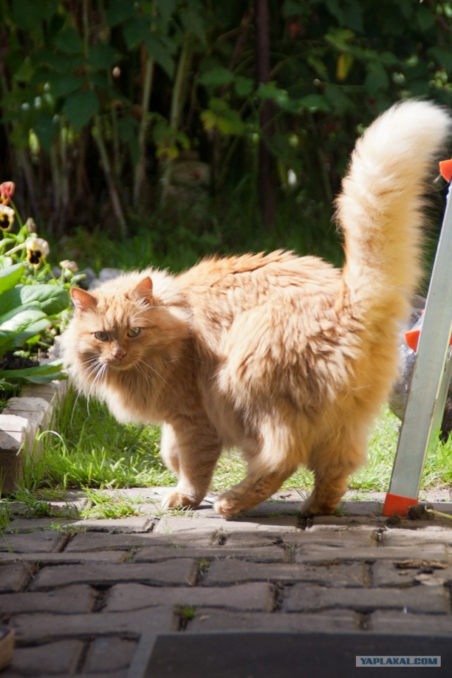 Пума пришла в гости к коту