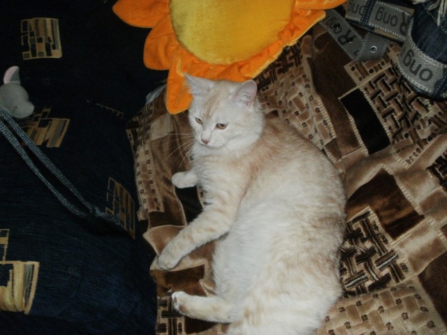 Котовторник 1.11.11