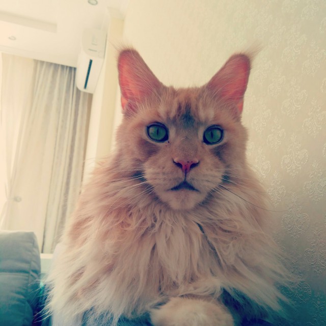 Немного милоты