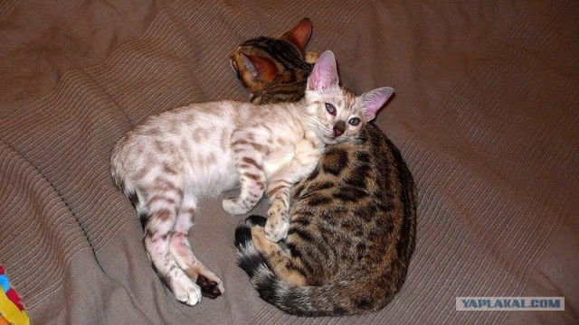 Котовторник (24. 01. 2012 )