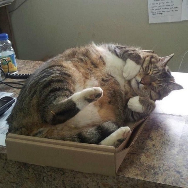 Прикольных котов пост