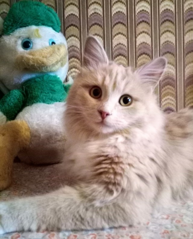 Прикольных котов пост
