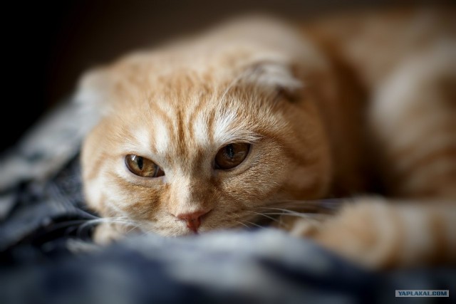 Котовторник  17.07.2012