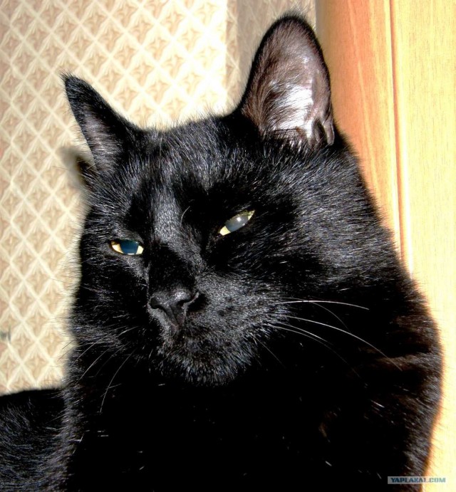 Котовторник  4.09.12