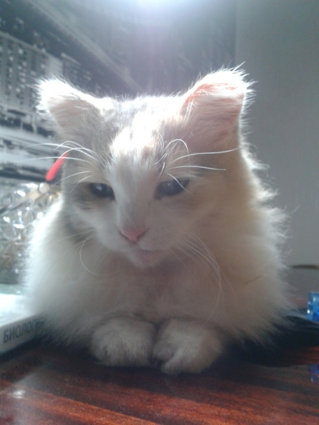 Котовторник ( 23.10. 2012. )