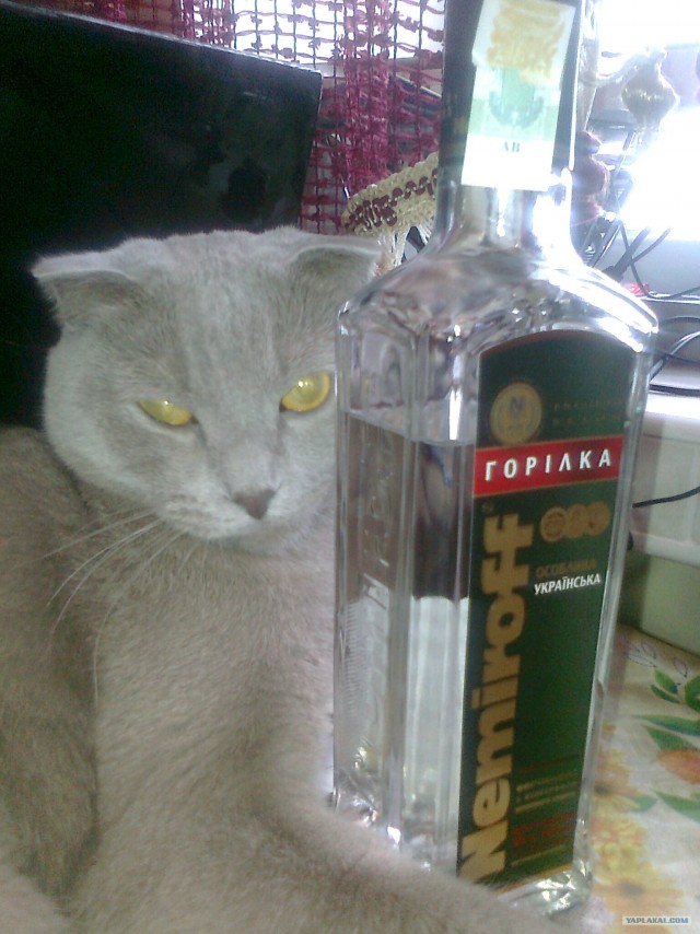 16 лучших котов сезона