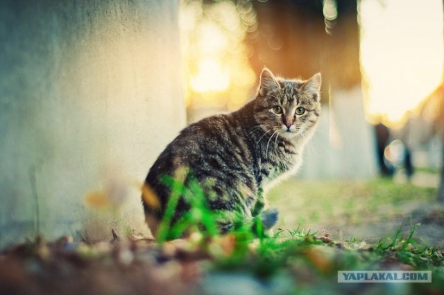 Новогодний Котовторник 01.01.2013