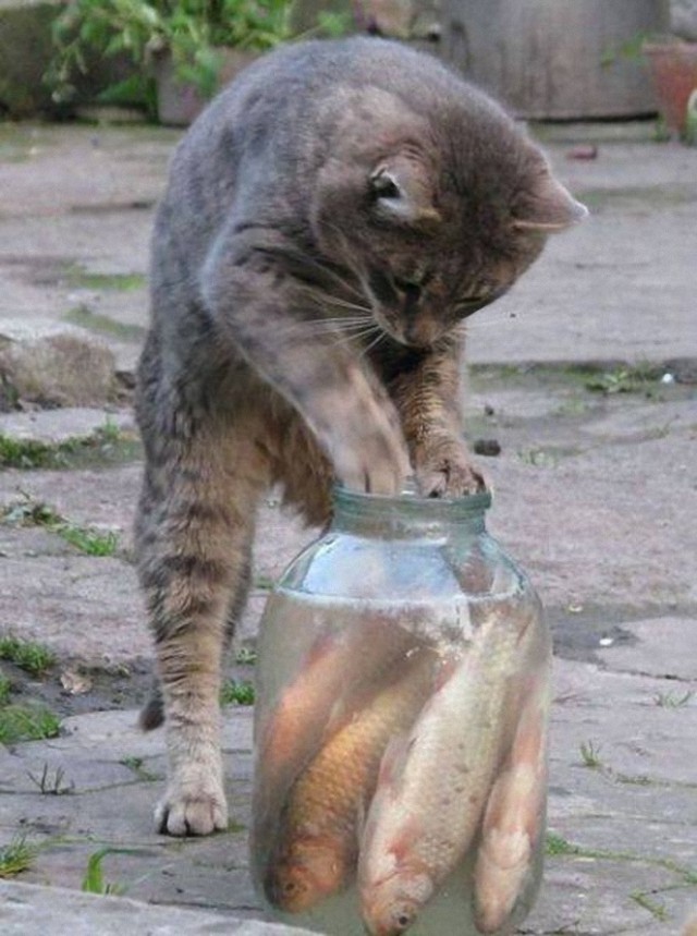 Котовторник! начнем? 04.06.19
