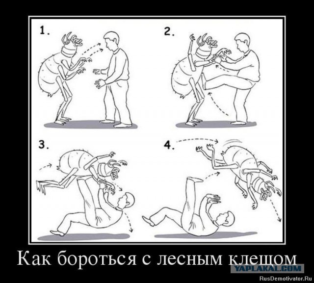 Укус клеща. Как кусает клещ!
