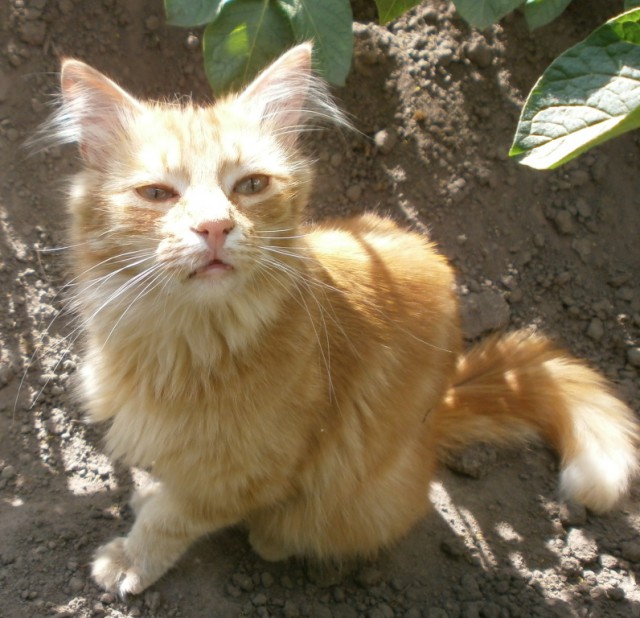 Котовторник однако