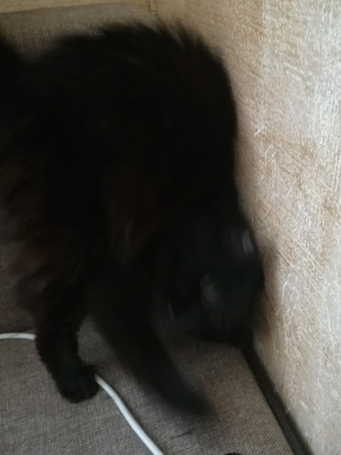 Кошиная жесть